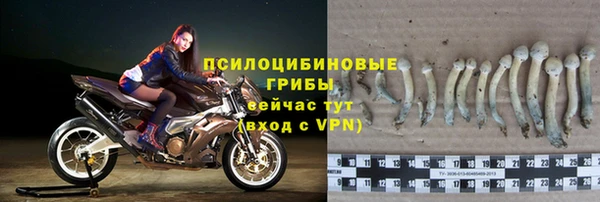прущие грибы Лабытнанги