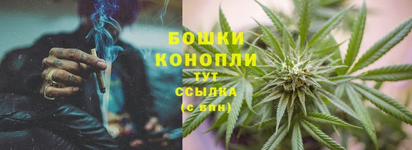 прущие грибы Лабытнанги